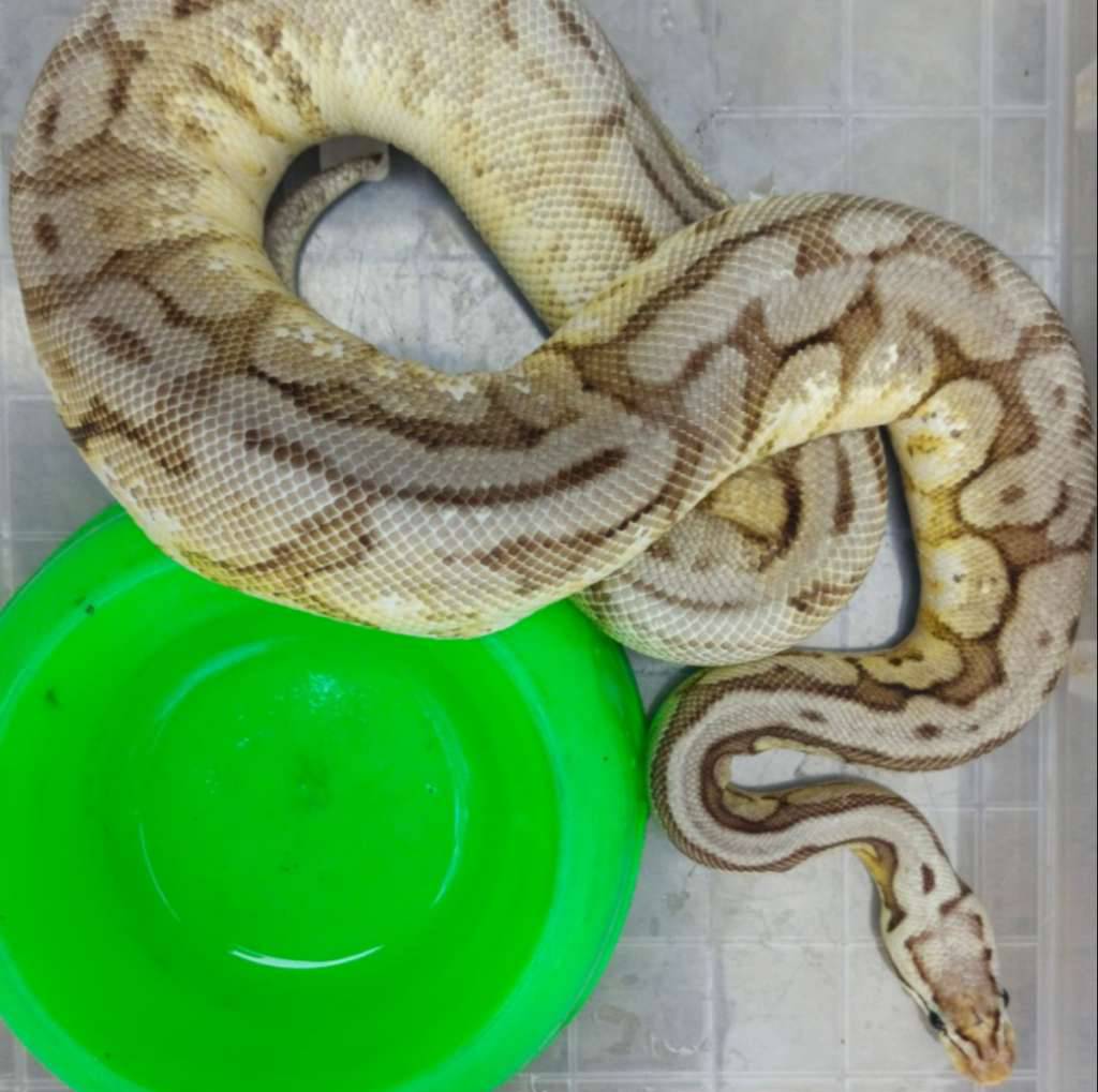 pewter-bee-het-pied-HIWYSAMPSU