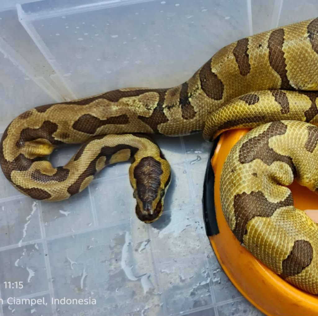 fire-yellowbelly-het-pied-NW277808UJ