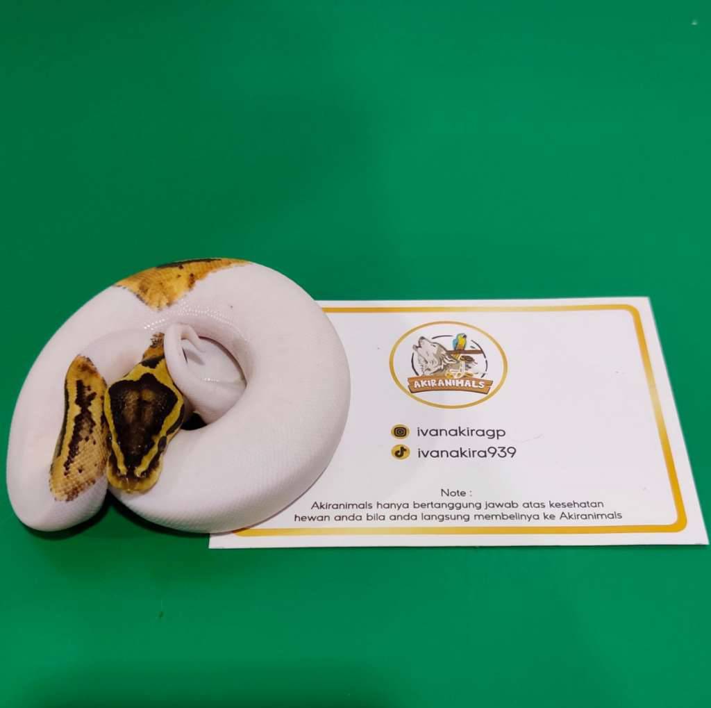 pastel-pied-ball-python-250602f-3J1JJTEYBA