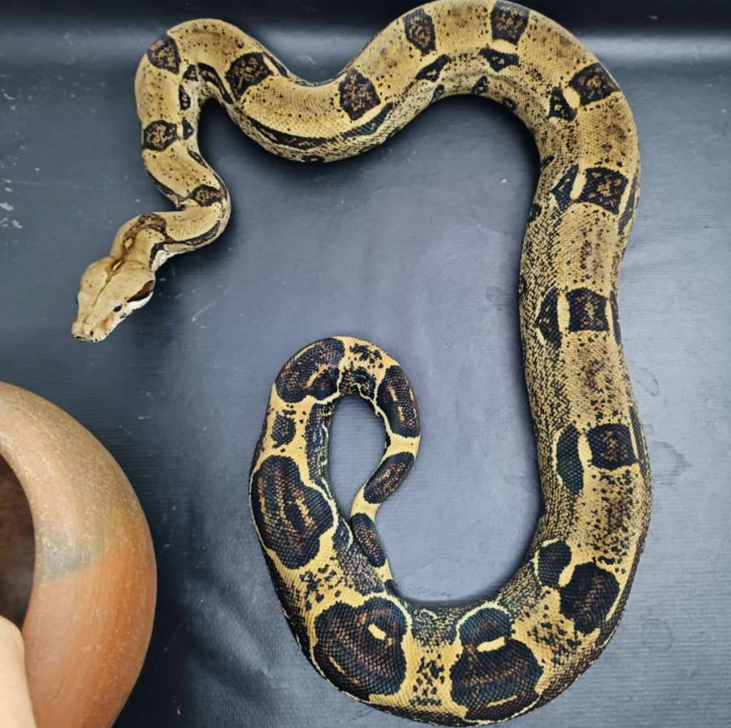 boa-pastel-poss-jungle-25taun-SU0KA3X5O8