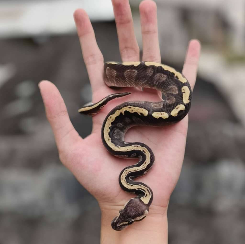 ghi-mojave-T0X0QDRNSK