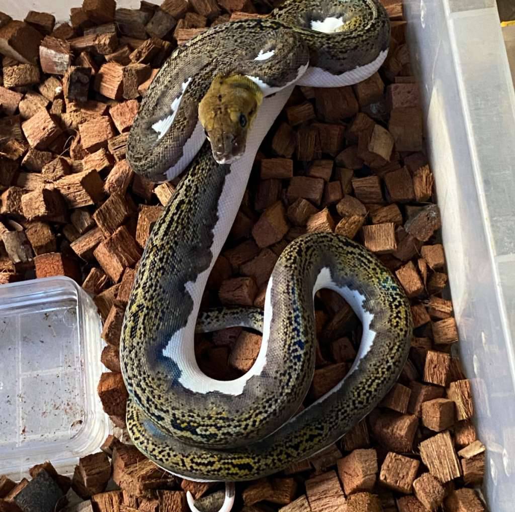 retic-tiger-pied-XEHRT29LMS