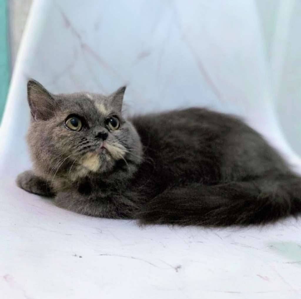 kucing-kitten-british-longhair-bluetortie-betinna-FNELL73JNQ