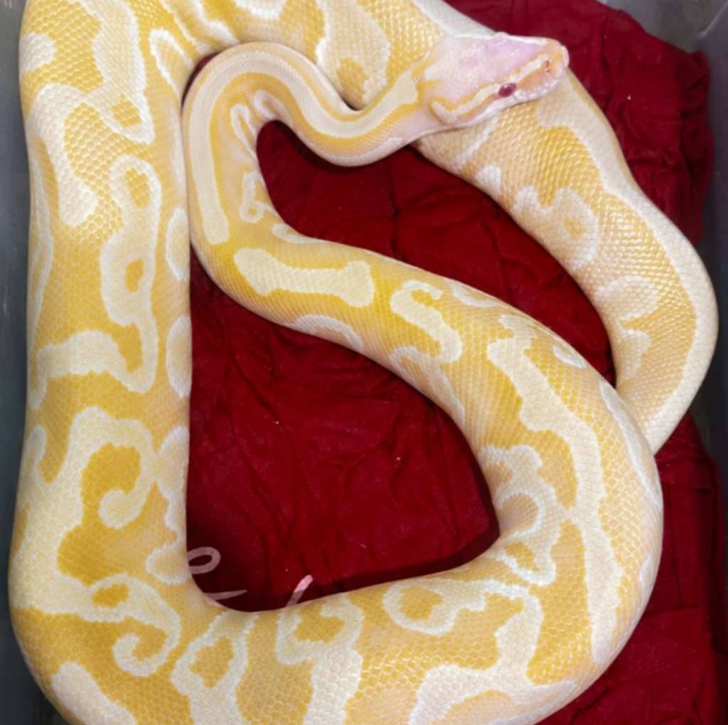 albino-leopard-gravel-mojave-hurricane-IVEF6GAXRV