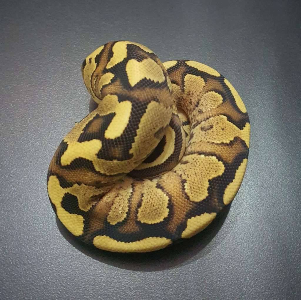 fire-yellow-belly-het-clown-G79DV7OXBK