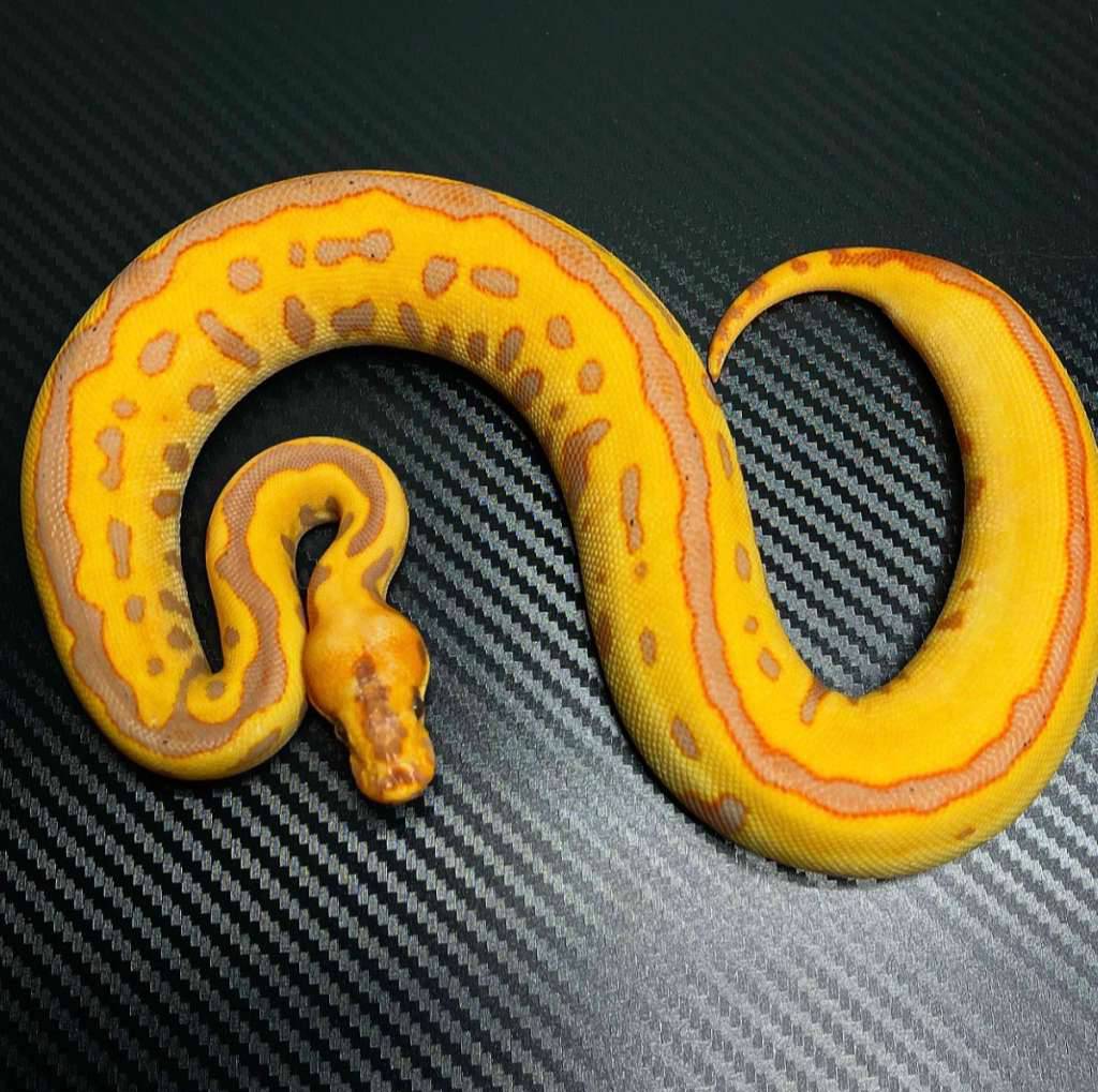 f-banana-leopard-spotnose-clownenchi-8TRZTT67KI
