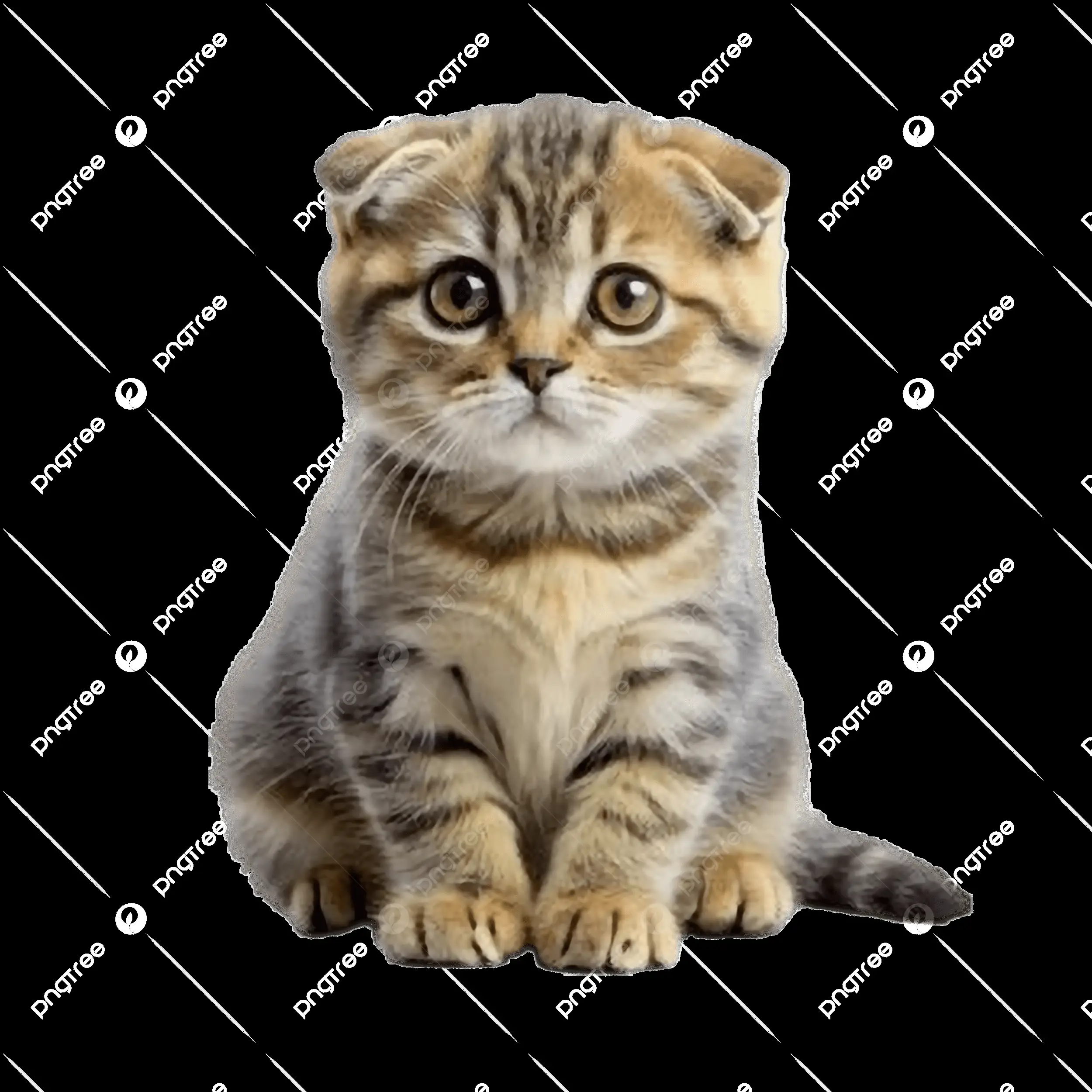 kucing-hitam-simak-cara-buka--CFERD88S8N