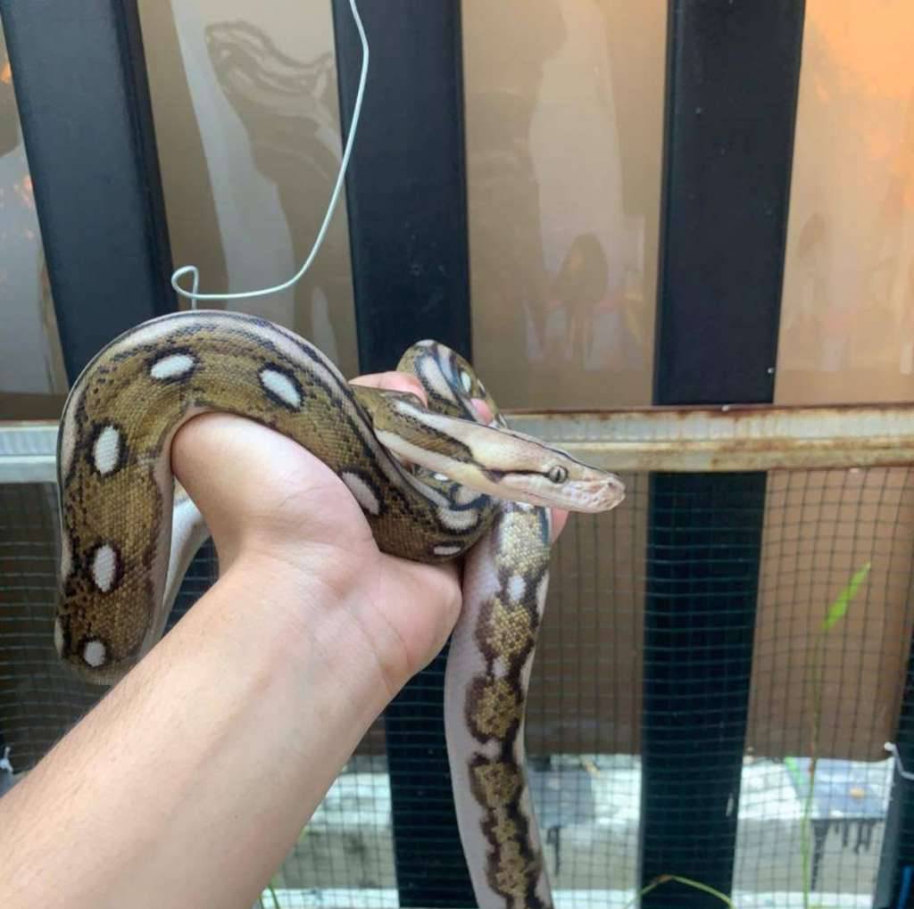 retic-sanca-kembang-morph-tiger-motley-FU971CSAVB