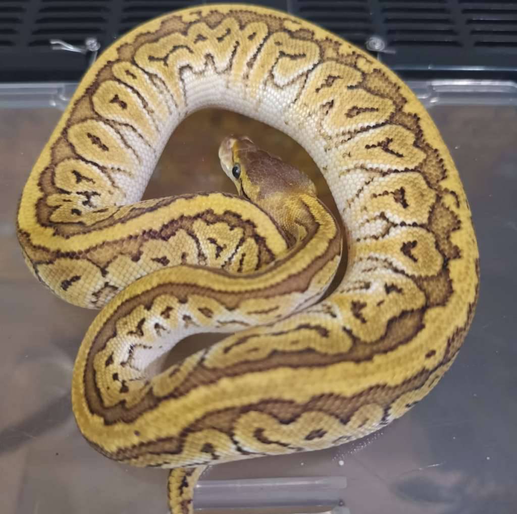 jigsaw--mojave-x-pinstripe-ME50ROE5M4