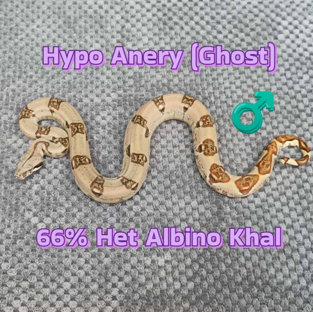 boa-ghost-poss-jungle-hypo-anery-jungle-het-66-albino-khal-LOB43P7GI6