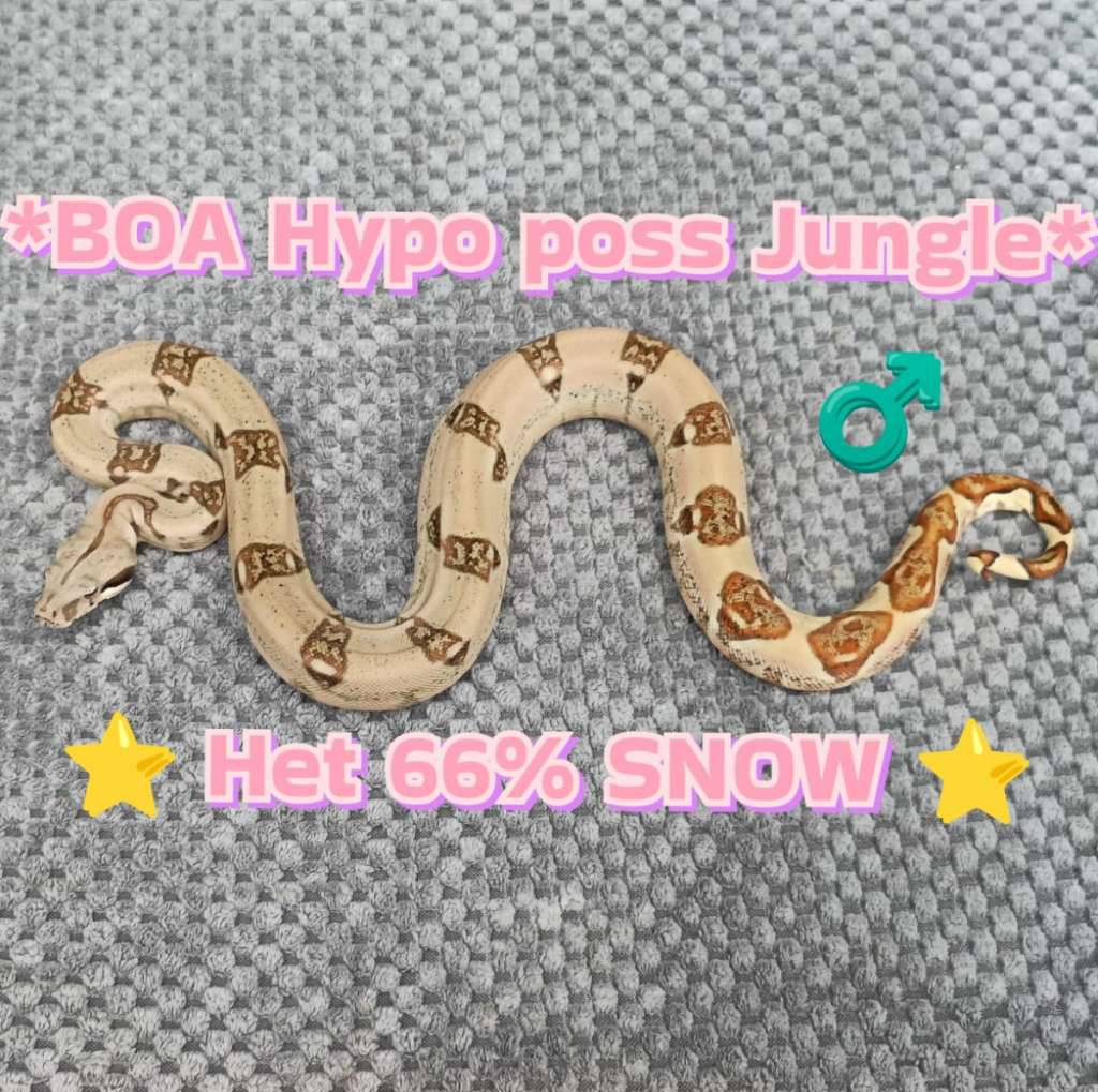 boa-hypo-poss-jungle-het-66-snow-VVX56VMJ3R