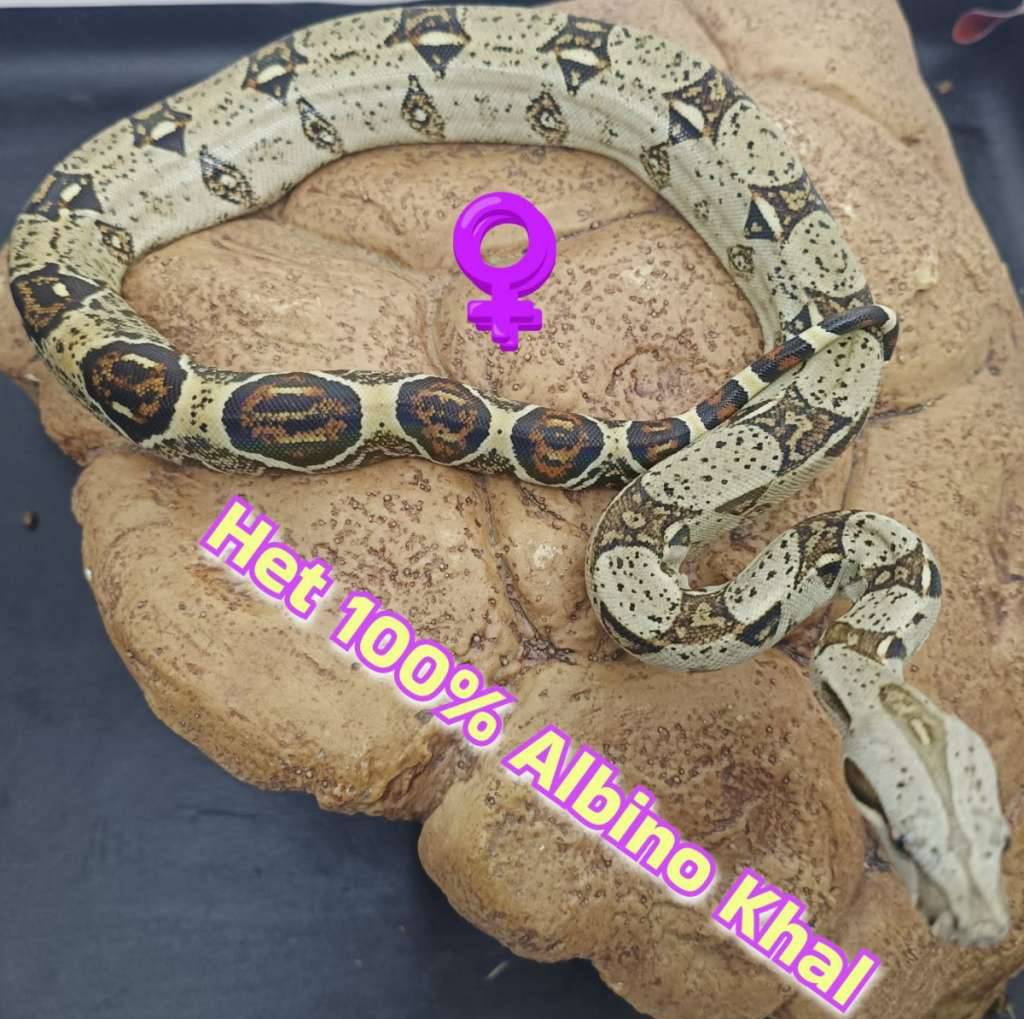 boa-bci-het-100-albino-kahl-HR19R2WBY8