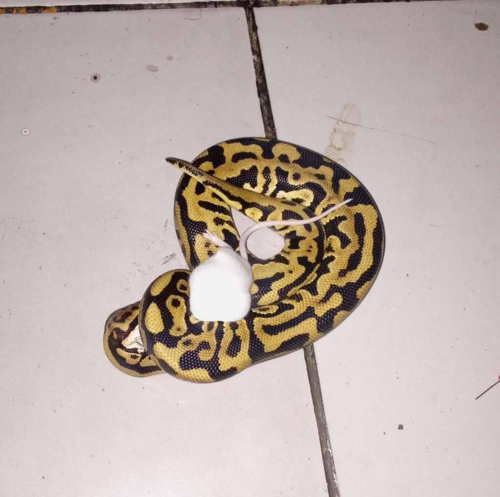 spotnose-leopard-poss-lace-het-clown-100-NQCJ3NF516