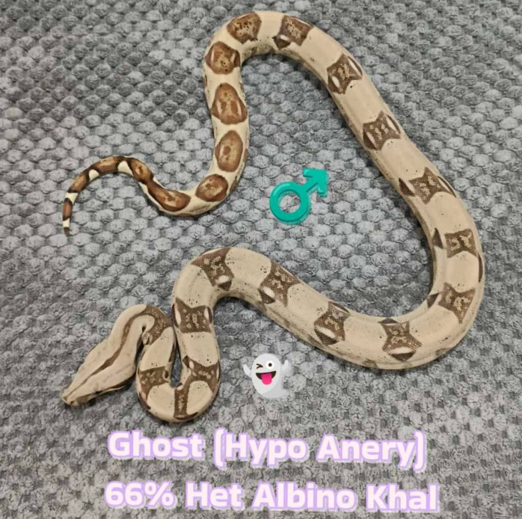 boa-ghost-hypo-anery-het-66-albino-khal-IA7MYCE3G2