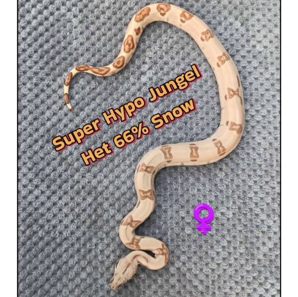 boa-super-hypo-jungle-het-66-snow-IWZ9BA0TZU