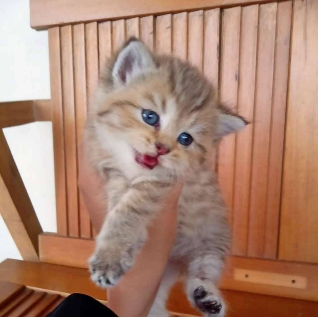kucing-kitten-british-shorthair-goldenblack-betina-pure-XWR1QDIJVD