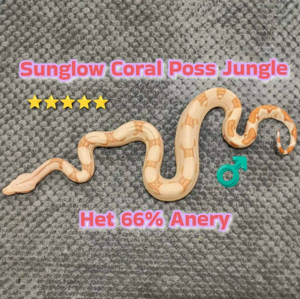 boa-sunglow-coral-poss-jungle-het-66-anery-616B6NBEL9