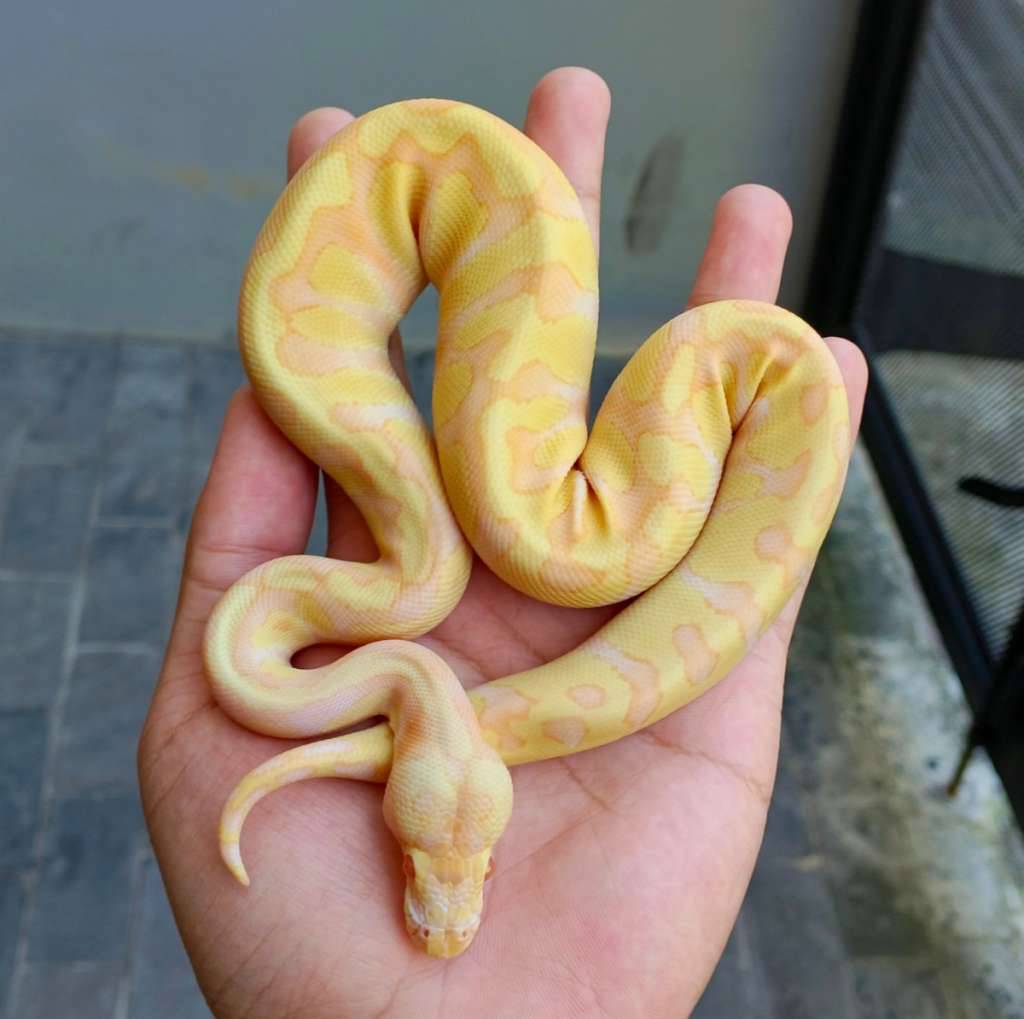 ballpython-albino-enchi-NTYSPKMBQG