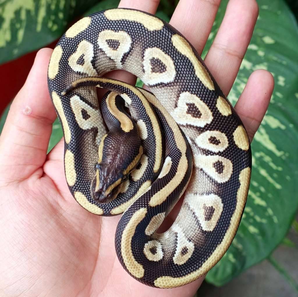 ballpython-mojave-J4C6I0597H
