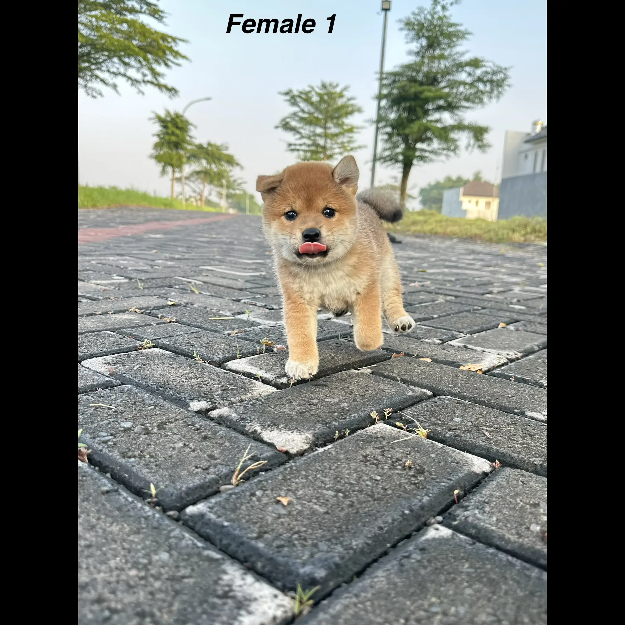 jual-shiba-inu-2-bulanan-FSWB5WG2ES
