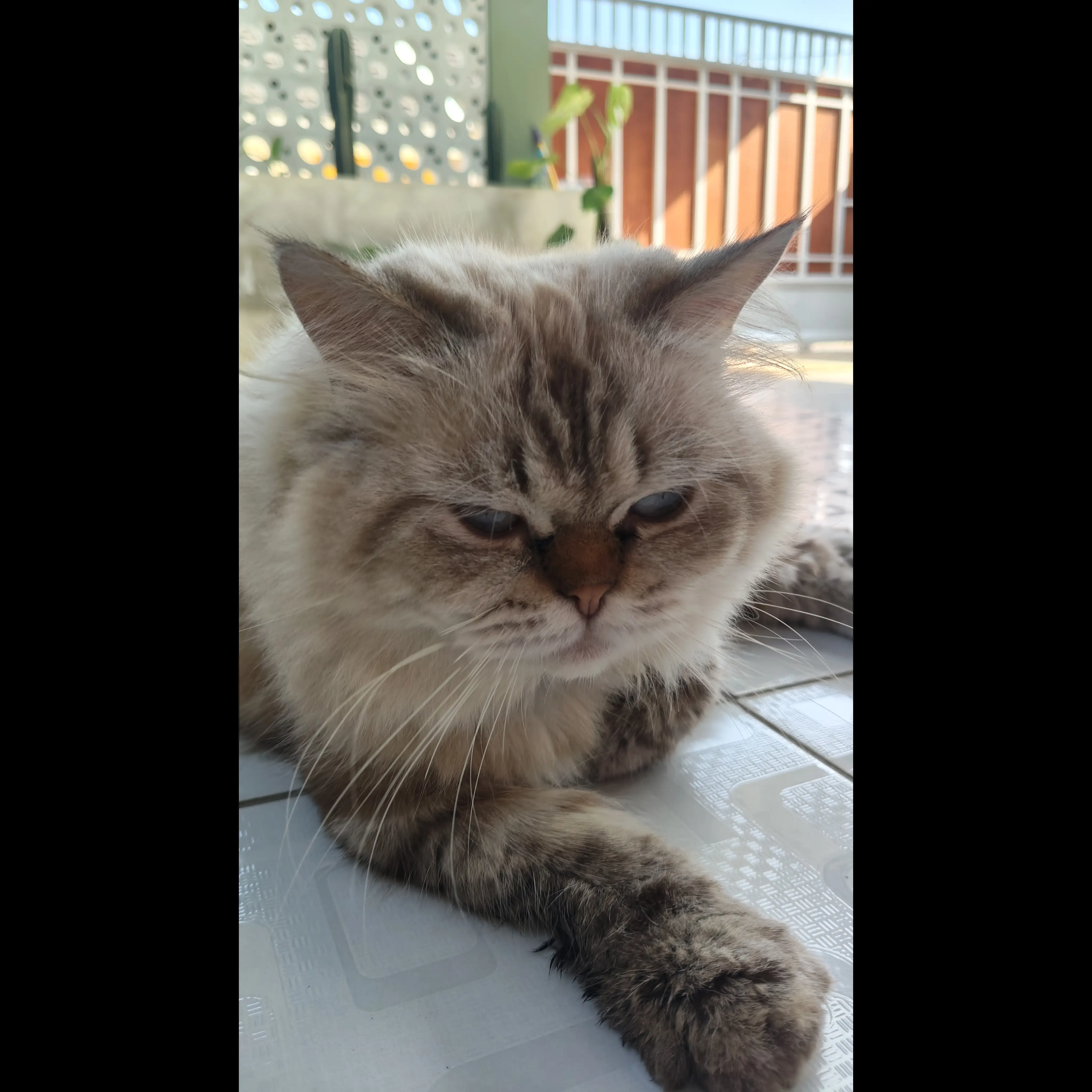 lepas-adopsi-cat-1-tahun-cowo-lagi-birahi-BFRAHASLUJ