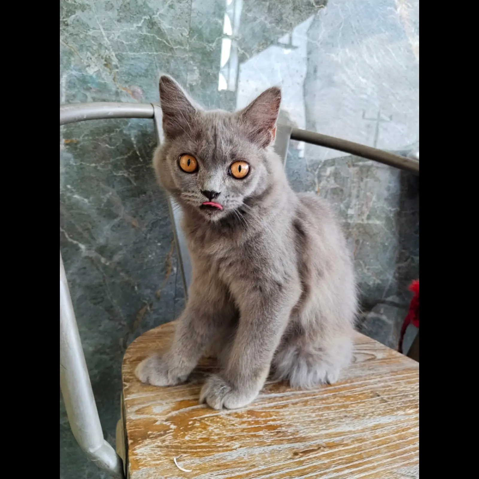 kitten-british-shorthair-jantan-betina-lucu--sehat-LOLXF79GP1