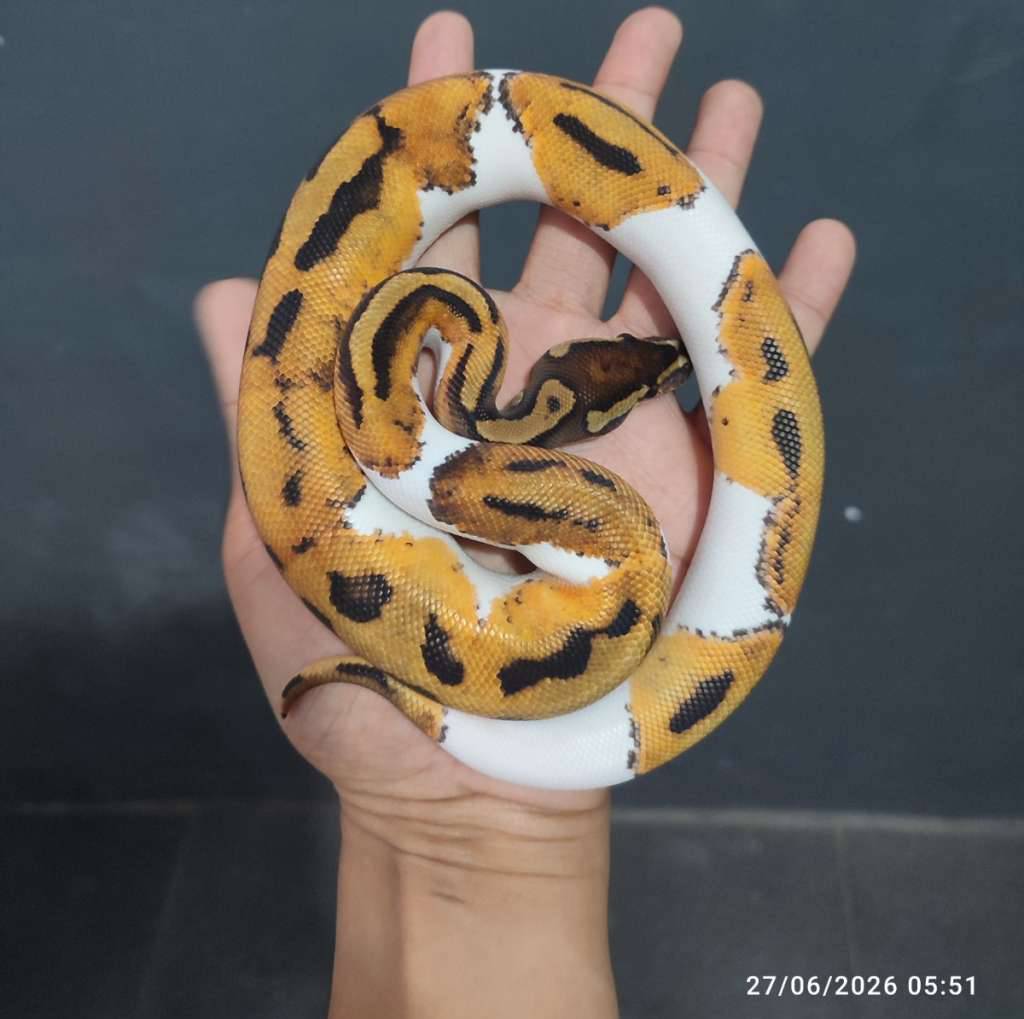 pied-poss-het-lavender-TMWF9RDCNU