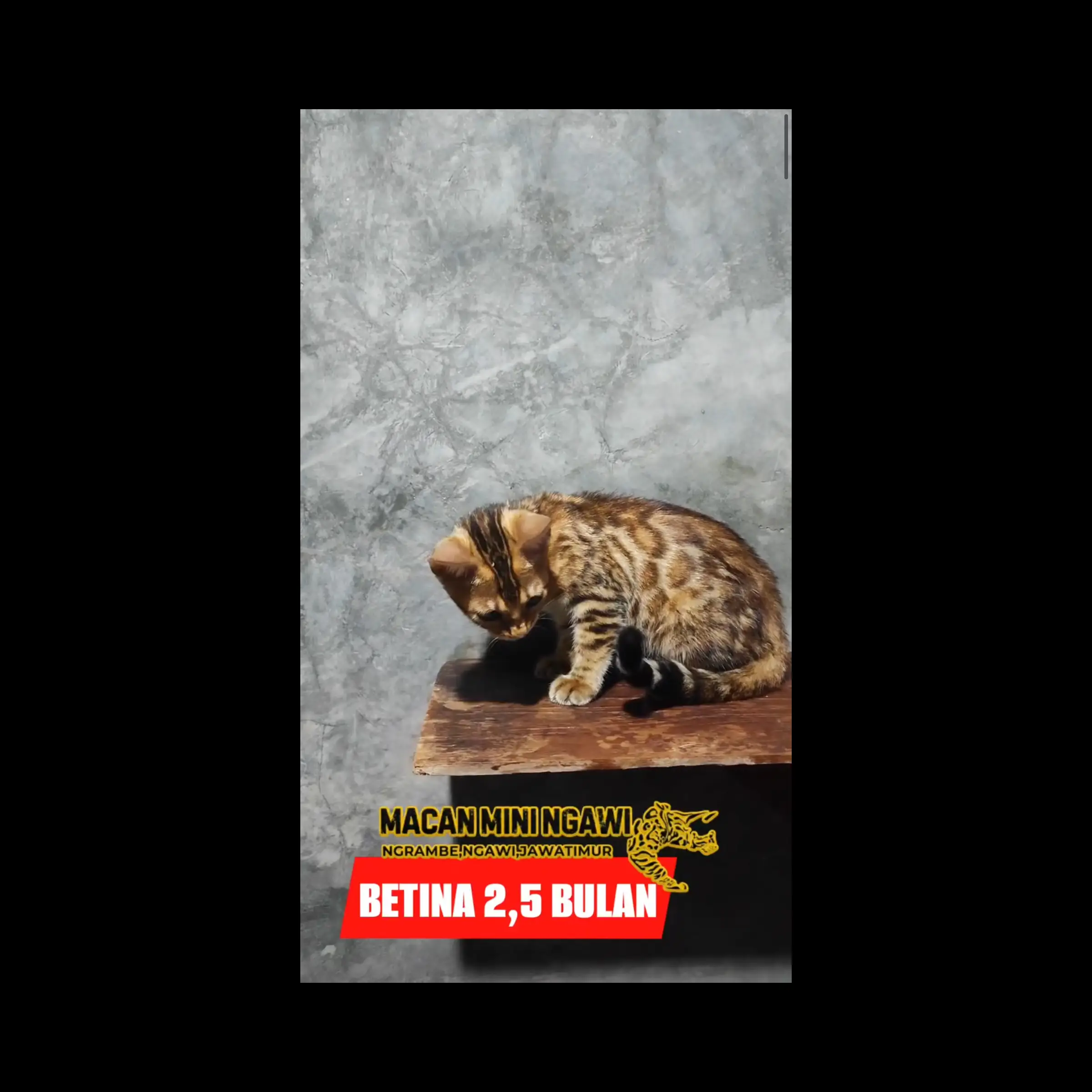 adopsi-kitten-bengal--ZJ6QIOVS5V