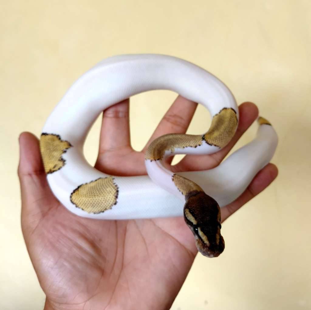black-pastel-mojave-pied-ballpython-QWXOM4RL05