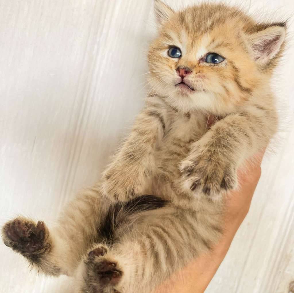 kucing-kitten-british-shorthair-golden-pure-MCCSM78CZL