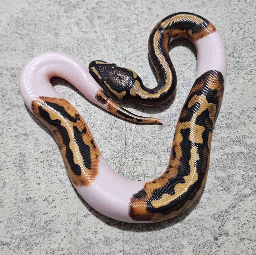 pied-het-lavender-KEICDFCVGF