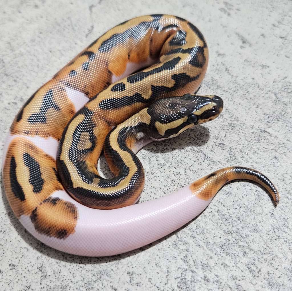 pied-het-lavender-YJDG8RKT7E