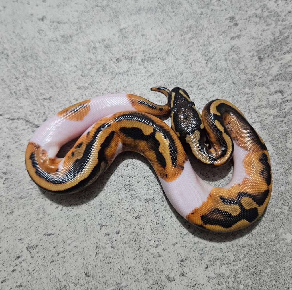 pied-het-lavender-92DMRZLN5L