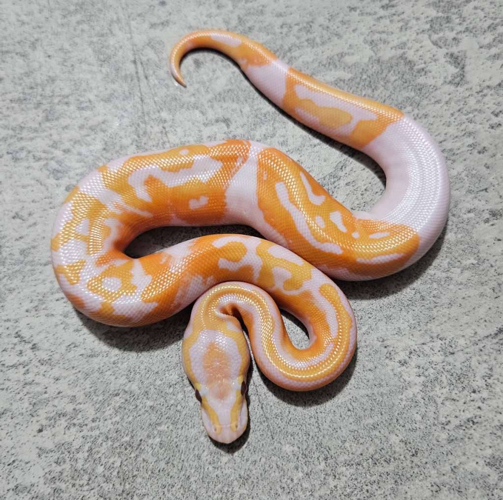 pied-lavender--dreamsicle--6YZF5Q3C7M