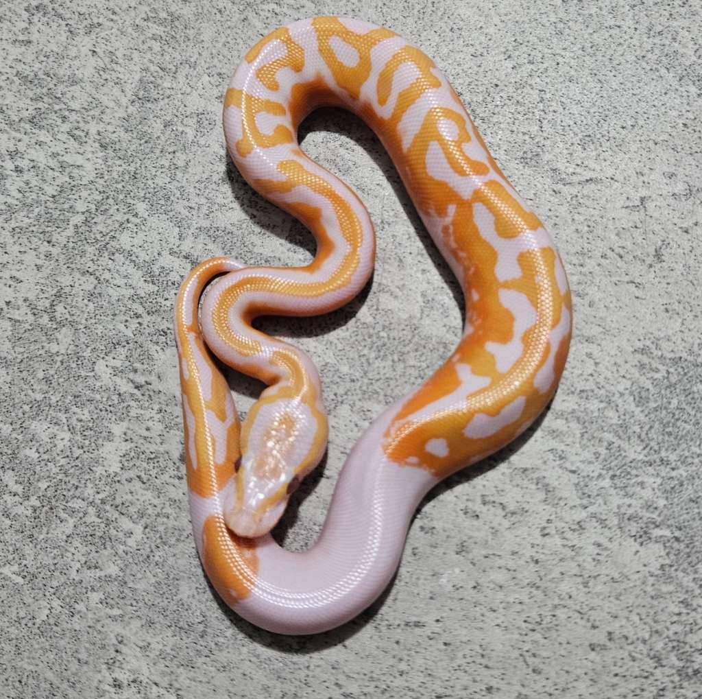 pied-lavender--dreamsicle--D3E681HU7V