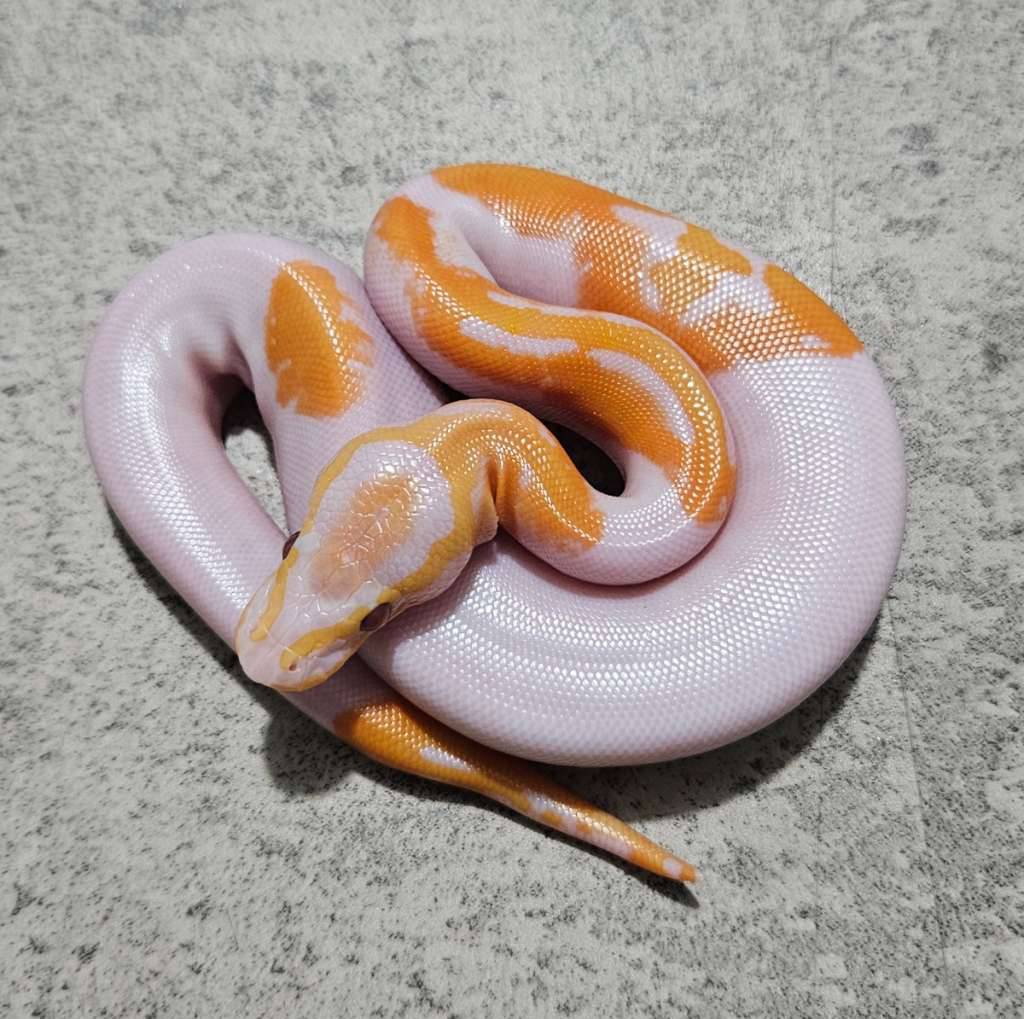 pied-lavender--dreamsicle--high-white-MUPHQXY4EK