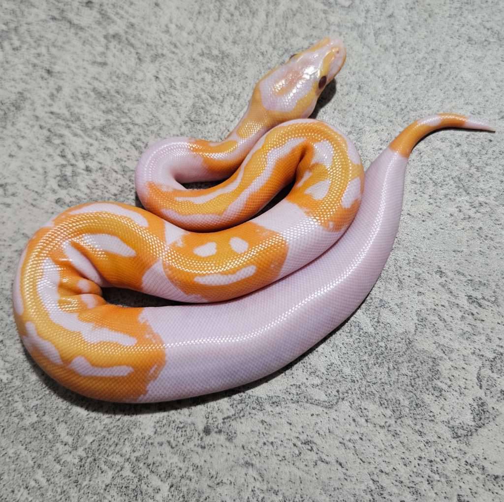 pied-lavender--dreamsicle--P51C1LPN55