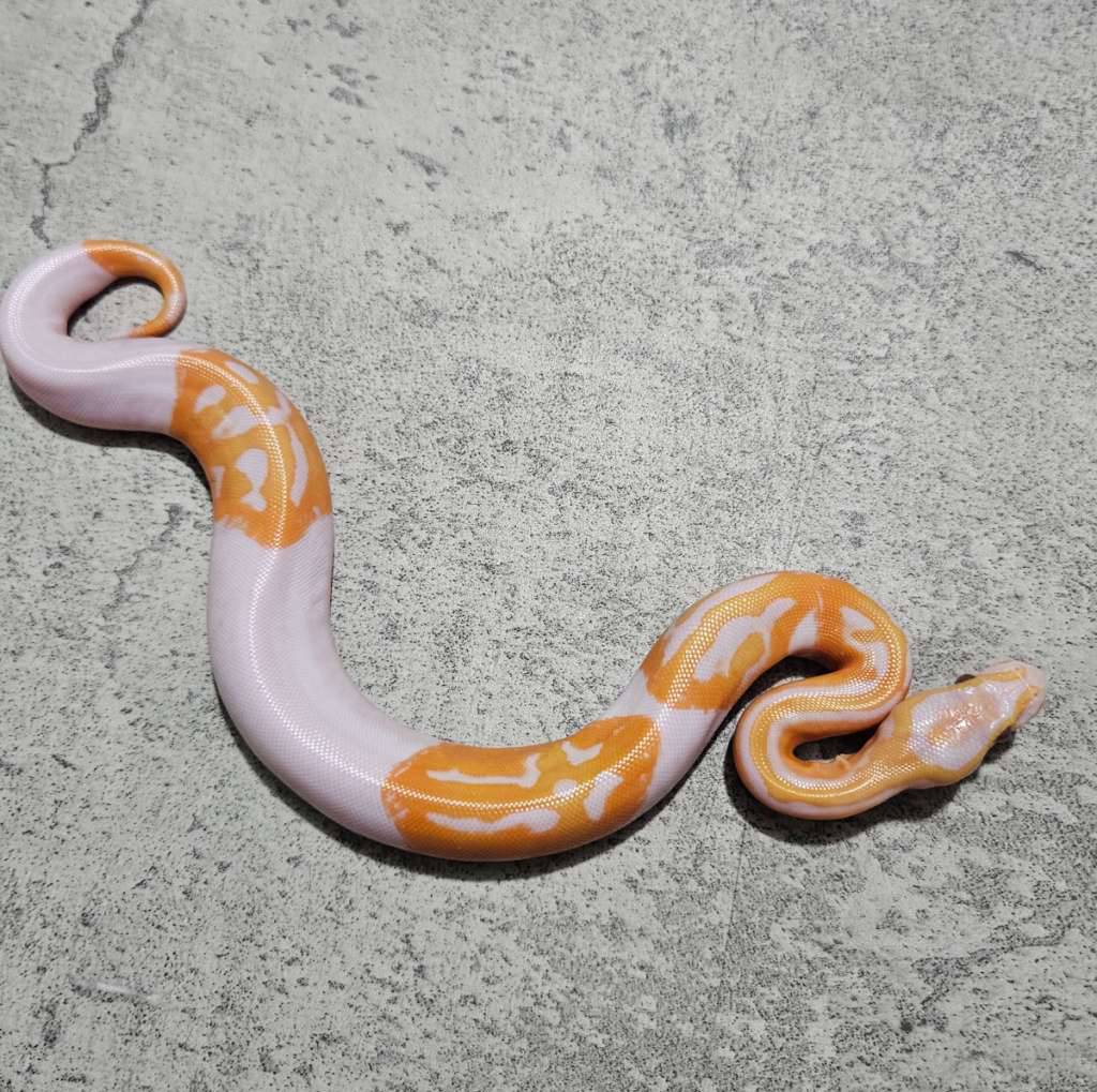 pied-lavender--dreamsicle--YKVJ6E7EAP