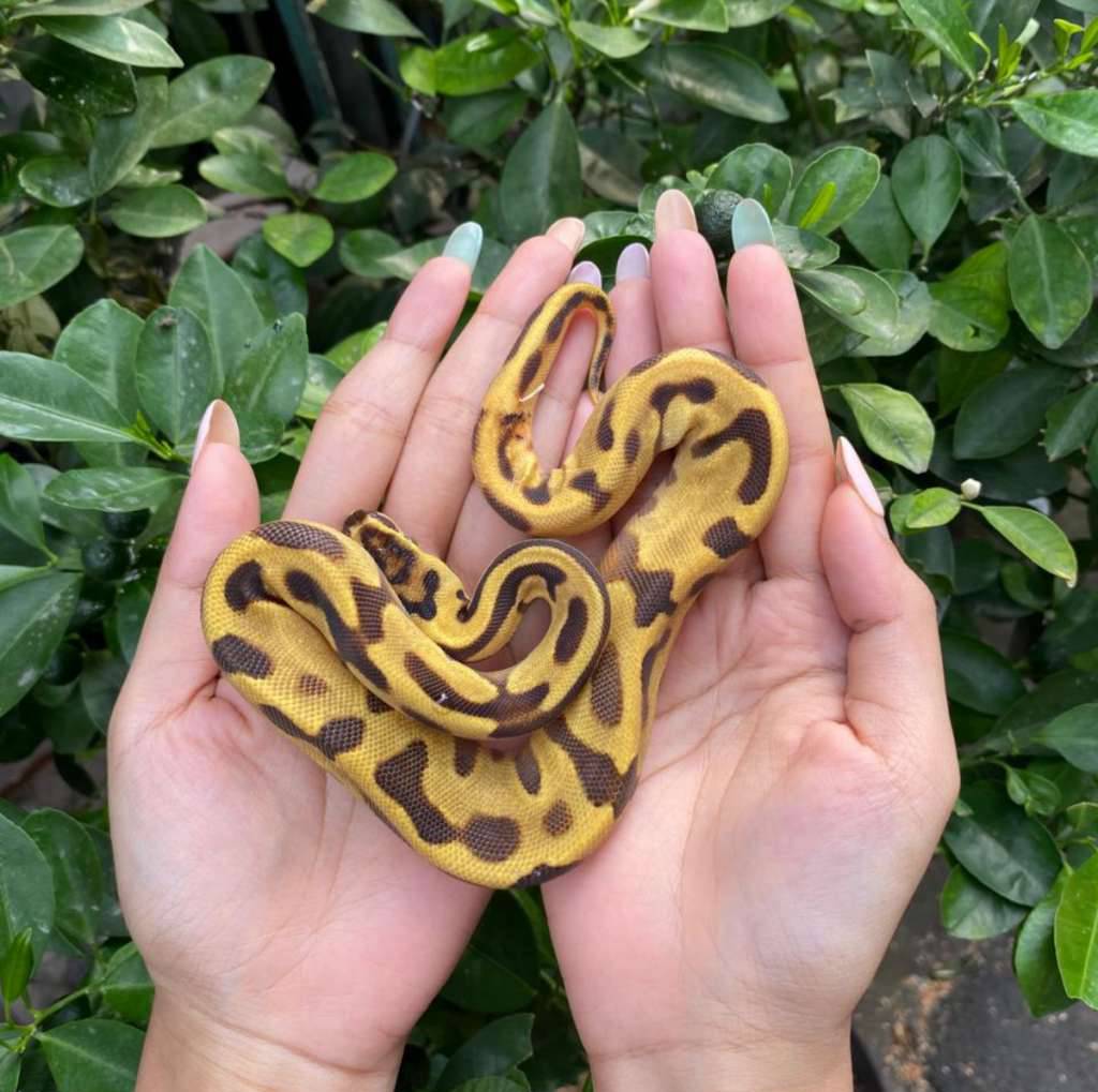 enchi-leopard-specter-50-het-genetic-stripe-female-AR4EZCK0ZO