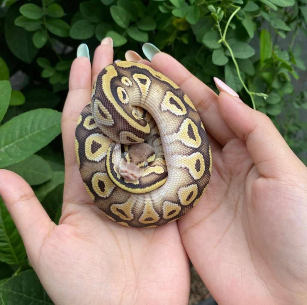 phantom-pastel-double-het-clown-hypo-7QAG3B2G6G