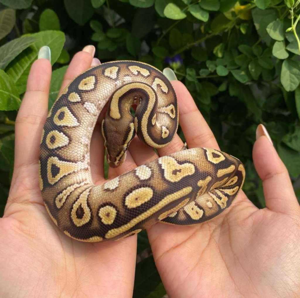 mojave-pastel-fire-het-clown-3ZROBOGYK7