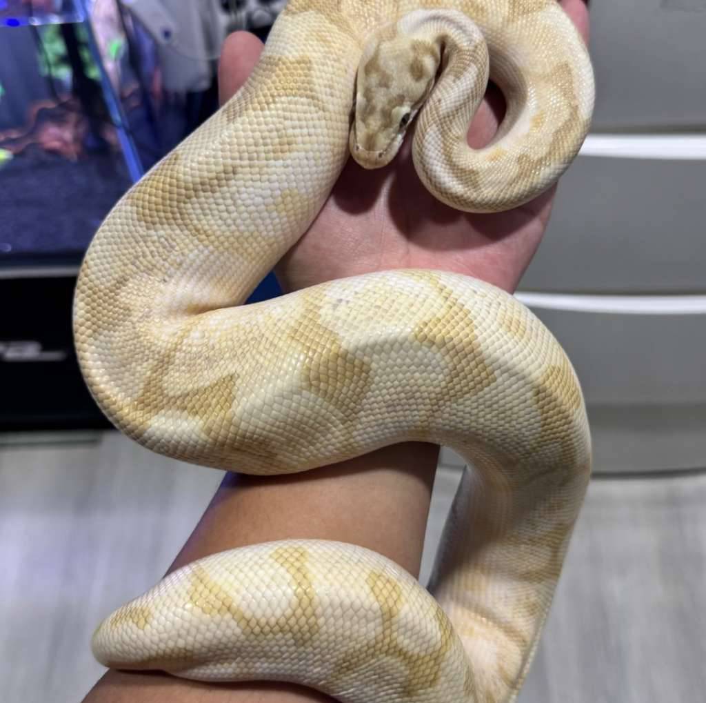 ball-python-0ZUNCO5D3P