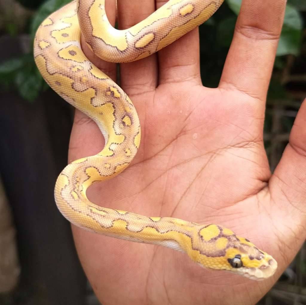 lesser-clown-YBRU5HFU69