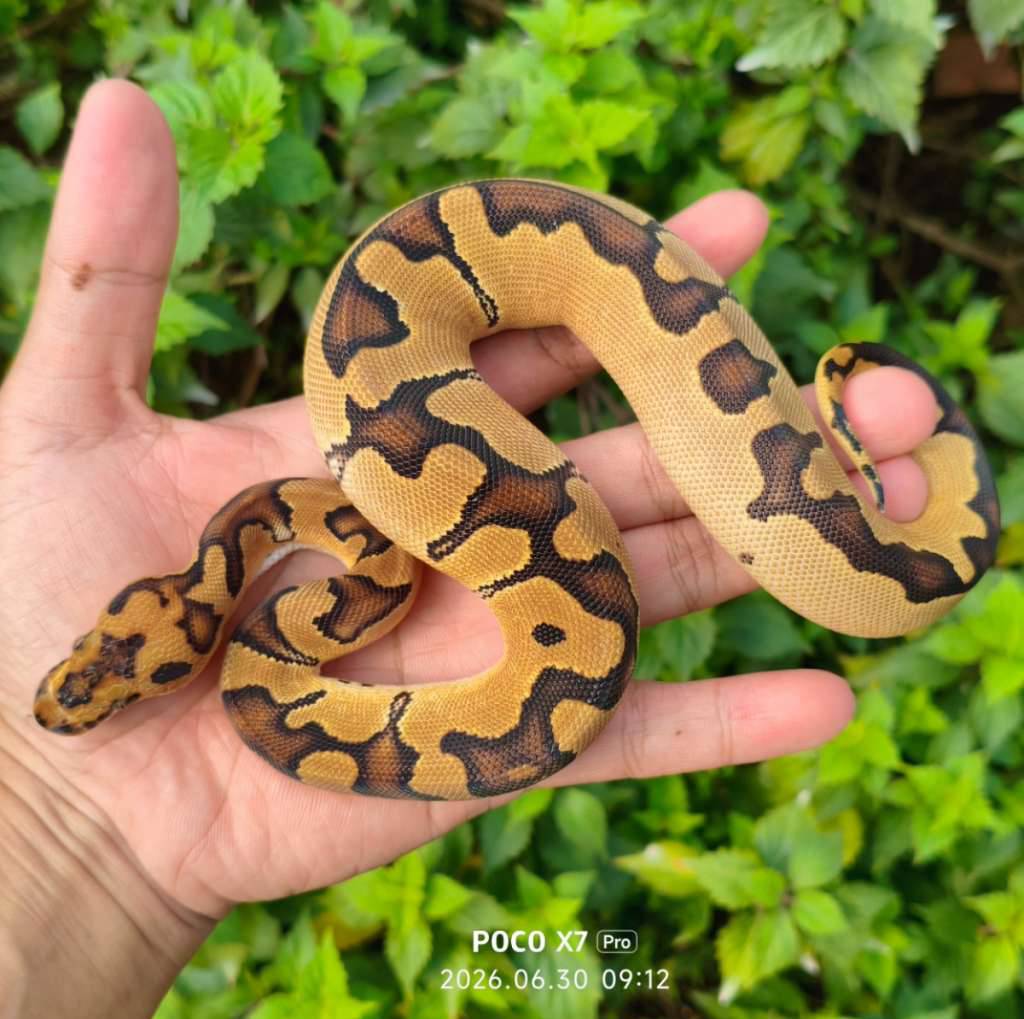 clown-het-dg-poss-redstripe-female-VQOGQRI3E6