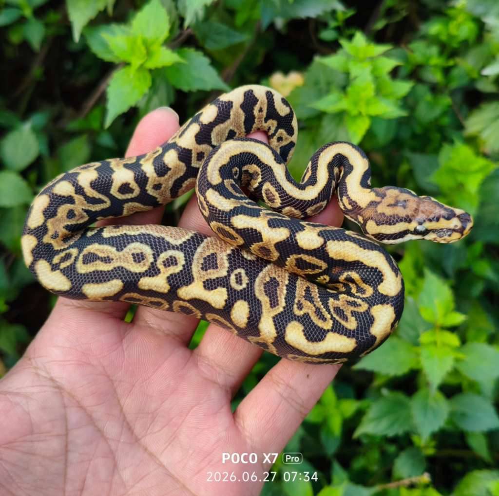 spotnose-yellow-belly-het-dg-male-STRVMZI735