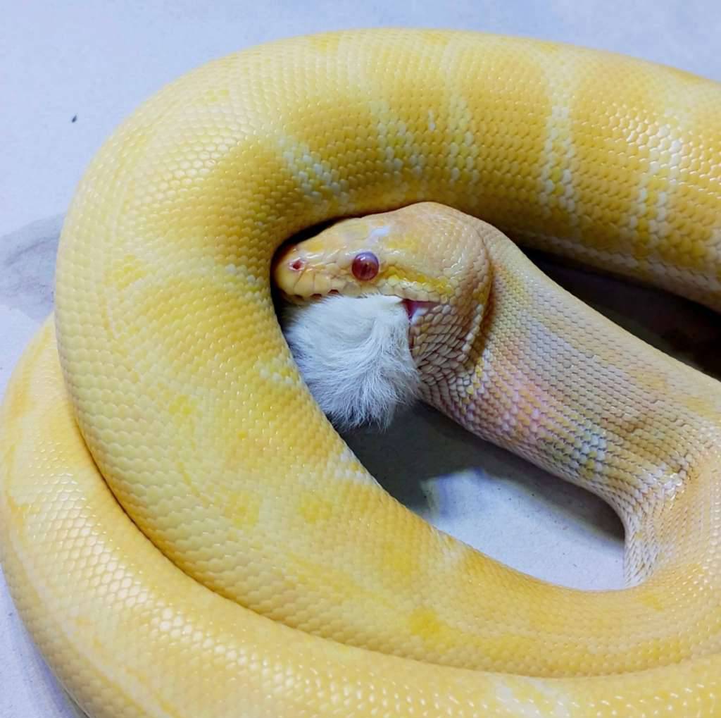 ballpython-albino-banana-pinstripe-ETNJSR538B