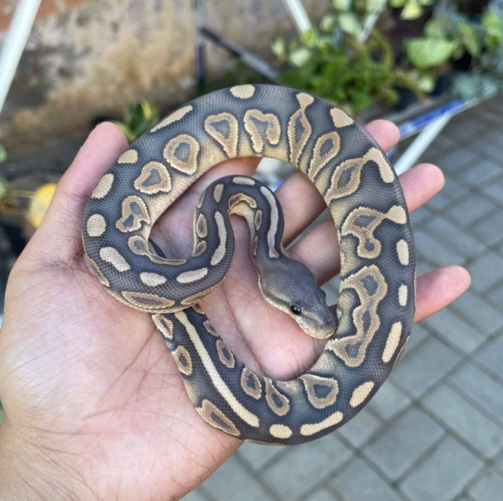 cinnamon-hypo-mojave-QROPUDF7NQ