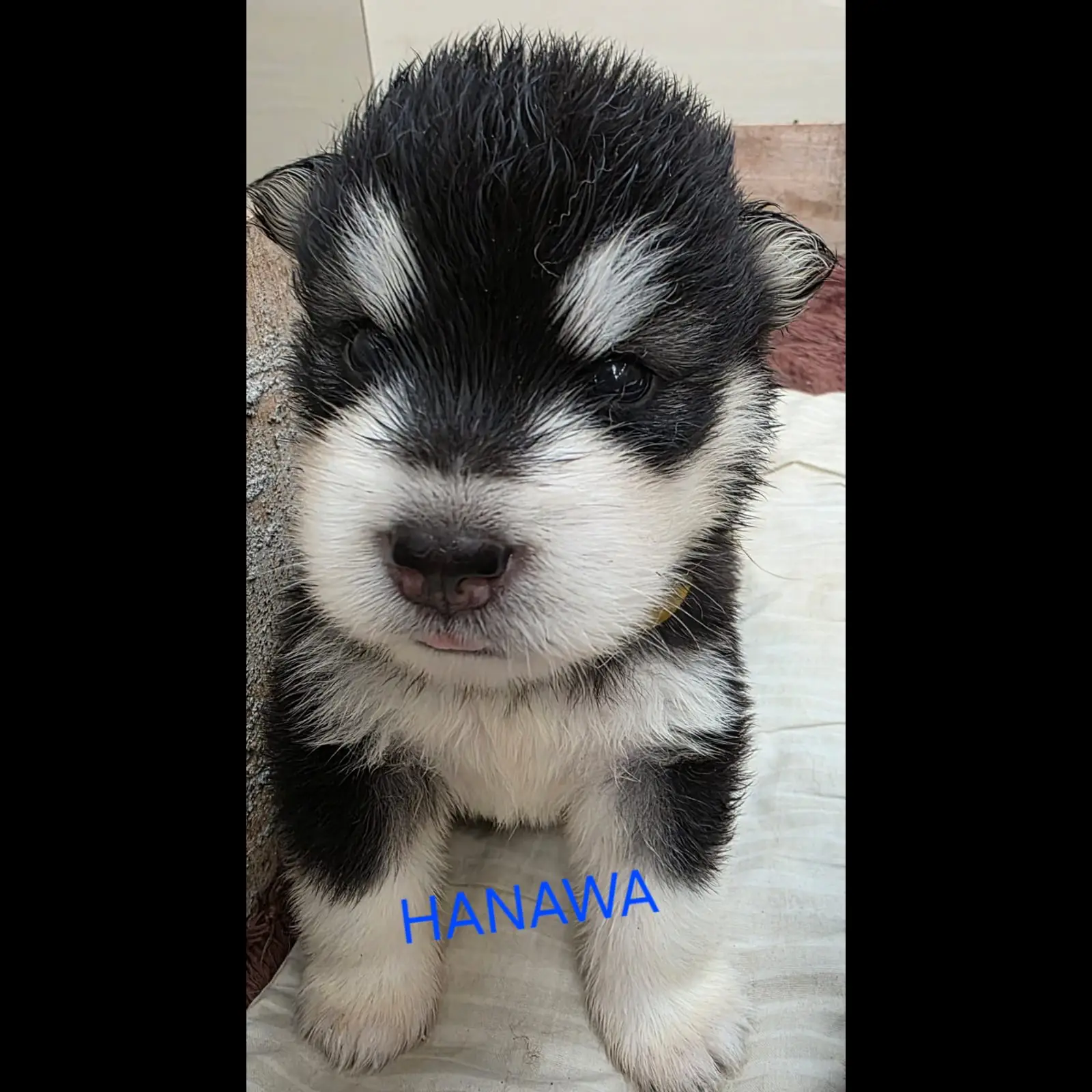 alaskan-malamute-puppy-F3CHC3K891