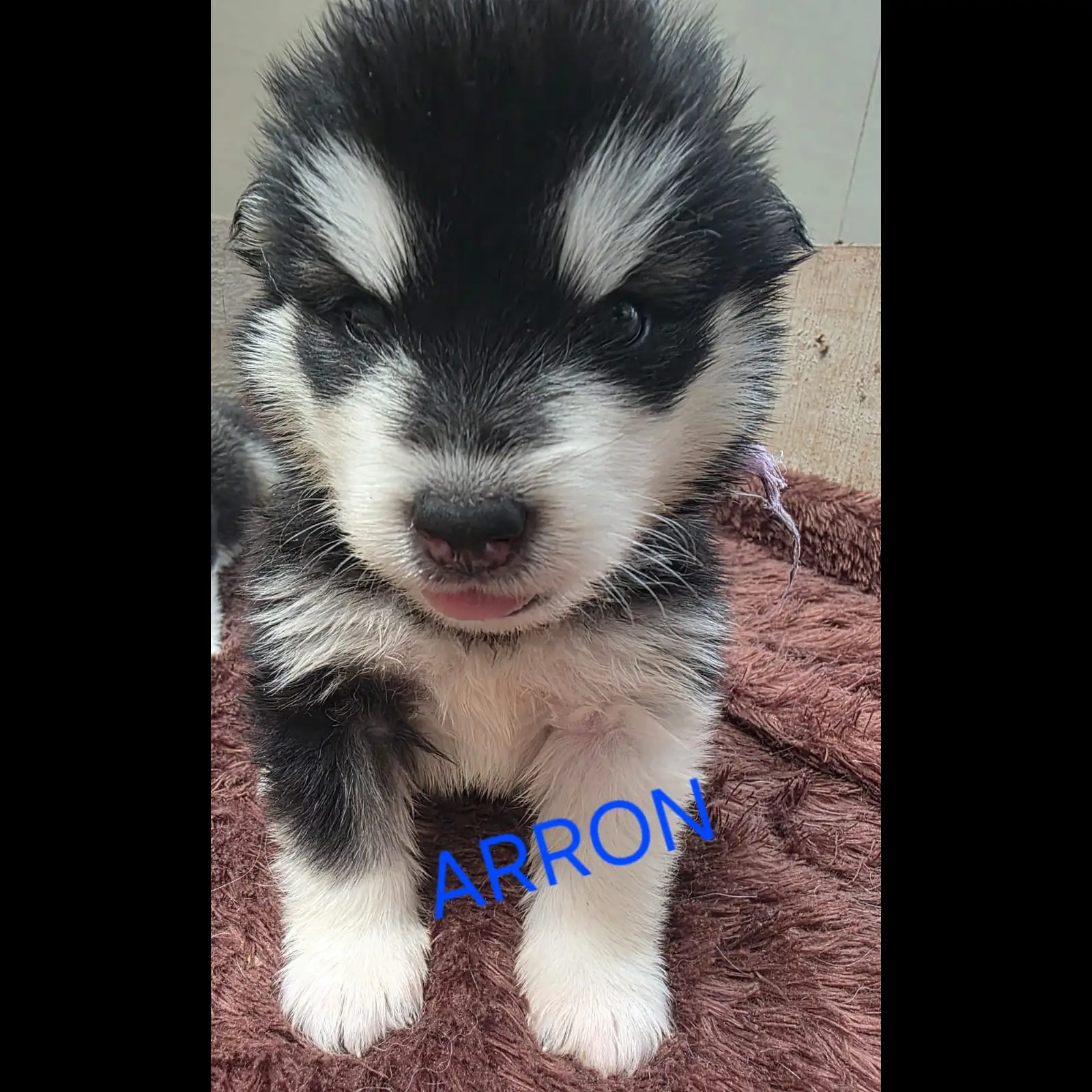 -alaskan-malamute-puppies-6FN34RI6R4