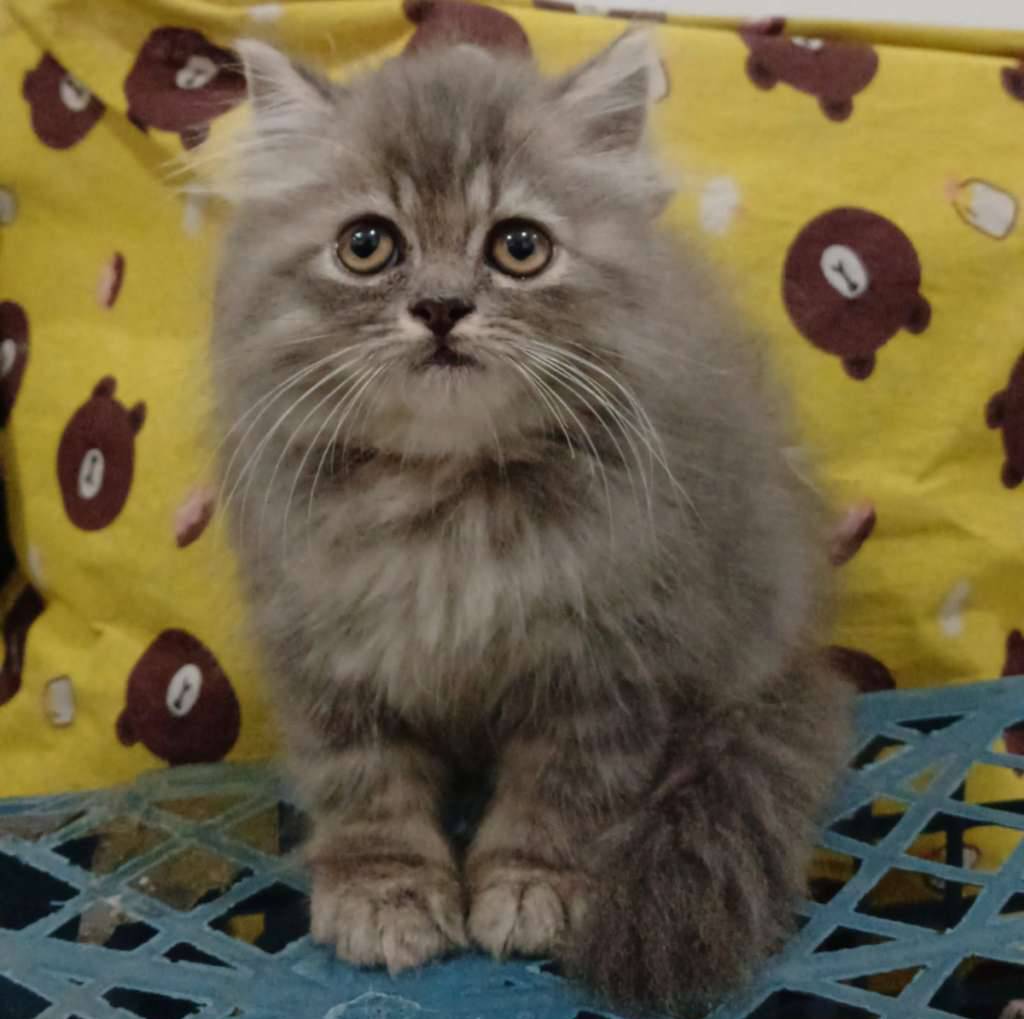 kitten-persmed-mix-british-long-hair-AUNNXXJXZQ